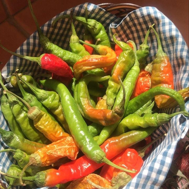 Local organic hot peppers by @marilenadubai