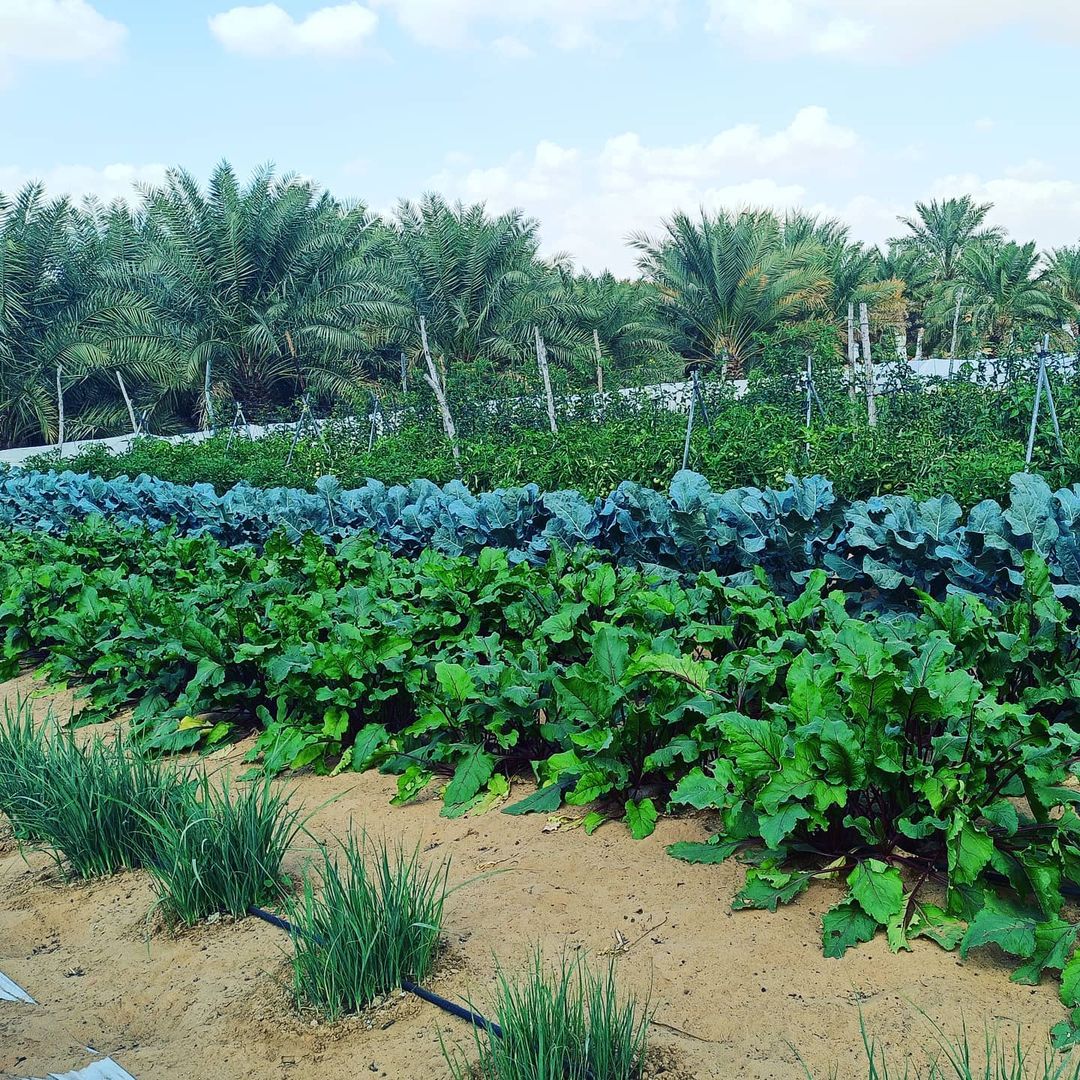 Harvest starts before end of December