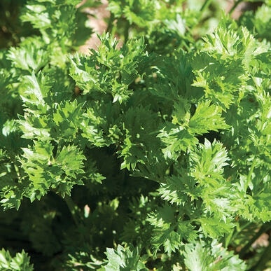 كرفس عضوي من مزارع LocoFood في الهير ، الإمارات العربية المتحدة. الاستعداد لموسم الحصاد الذي يبدأ في يناير #alwayslocal #alwaysorganic #workwithnature لمزيد من المعلومات ، يرجى whatsapp work mobile 050-2278848 للطلبات يرجى الاتصال بنا على الرقم المصنف