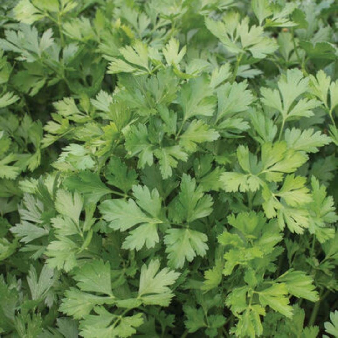 Organic Parsley from LocoFood farms in Al Hayer, UAE. Stand by for our harvest season beginning in January #alwayslocal #alwaysorganic #workwithnature For more info, please whatsapp work mobile 050-2278848 للطلبات يرجى الاتصال بنا على الرقم أعلاه
