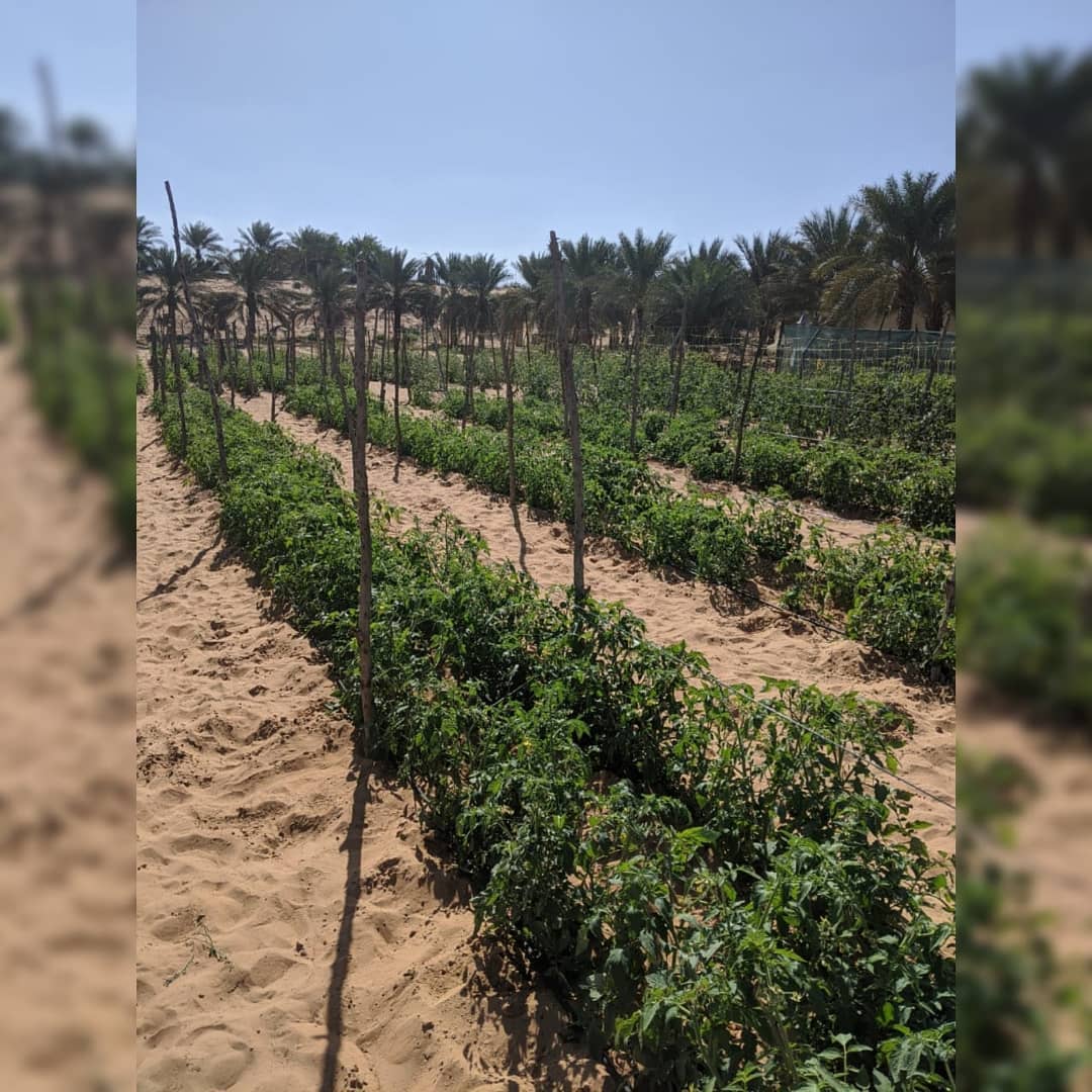 Organic LocoFood farms in Al Hayer, UAE. Stand by for our harvest season beginning in January #alwayslocal #alwaysorganic #workwithnature For more info, please whatsapp work mobile 050-2278848 للطلبات يرجى الاتصال بنا على الرقم أعلاه 11w