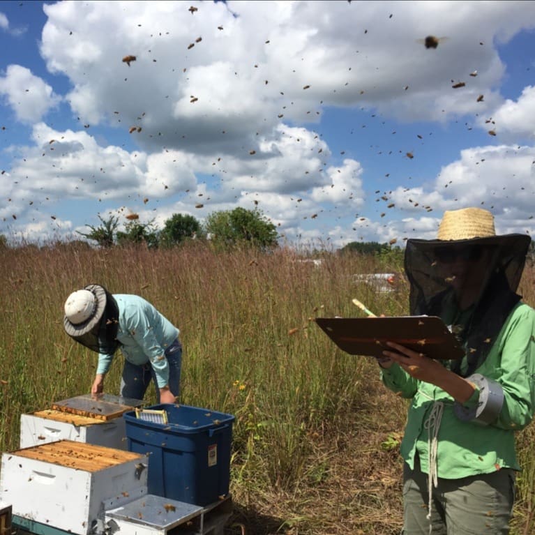 كيف تعمل زراعة فول الصويا التقليدية على تجويع نحل العسل ، https://newfoodeconomy.org/industrial-soy-production-starves-honey-bees-iowa-state-university-research/