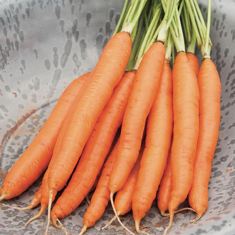 Organic Carrots from LocoFood farms in Al Hayer, UAE. Stand by for our harvest season in late January #alwayslocal #alwaysorganic #workwithnature For more info, please whatsapp work mobile 050-2278848 للطلبات يرجى الاتصال بنا على الرقم أعلاه
