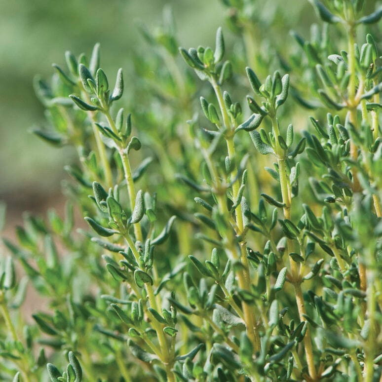 Organic Thyme from LocoFood farms in Al Hayer, UAE. Stand by for our harvest season in late January #alwayslocal #alwaysorganic #workwithnature For more info, please whatsapp work mobile 050-2278848 للطلبات يرجى الاتصال بنا على الرقم أعلاه