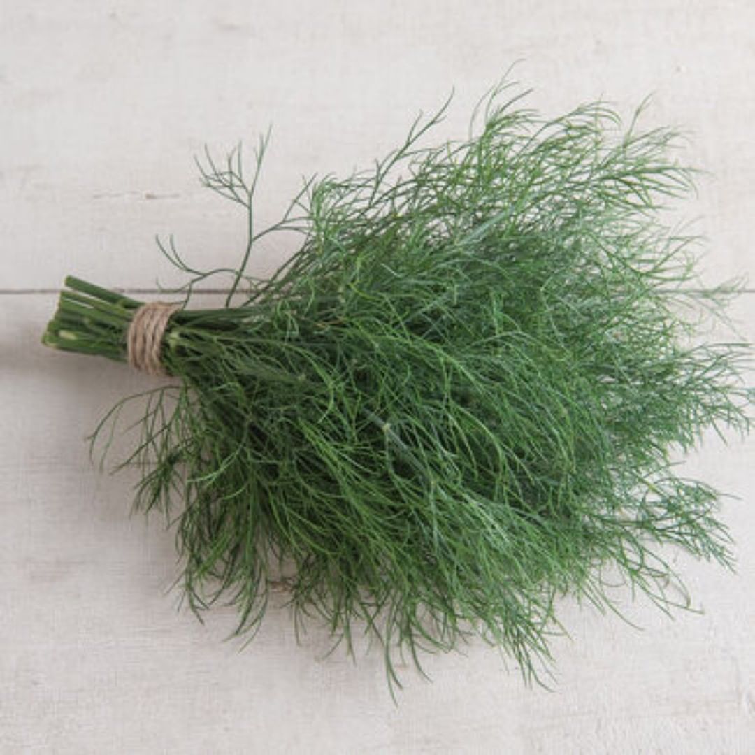 Organic Dill Hera from LocoFood farms in Al Hayer, UAE. Stand by for our harvest season in late January #alwayslocal #alwaysorganic #workwithnature For more info, please whatsapp work mobile 050-2278848 للطلبات يرجى الاتصال بنا على الرقم أعلاه
