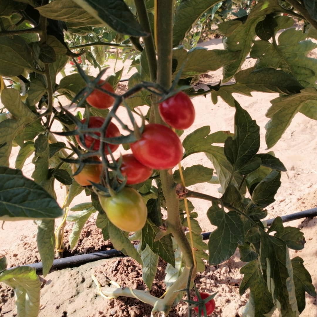 Organic Tomatoes from LocoFood farms in Al Hayer, UAE. #alwayslocal #alwaysorganic #workwithnature For more info, please whatsapp work mobile 050-2278848 للطلبات يرجى الاتصال بنا على الرقم أعلاه