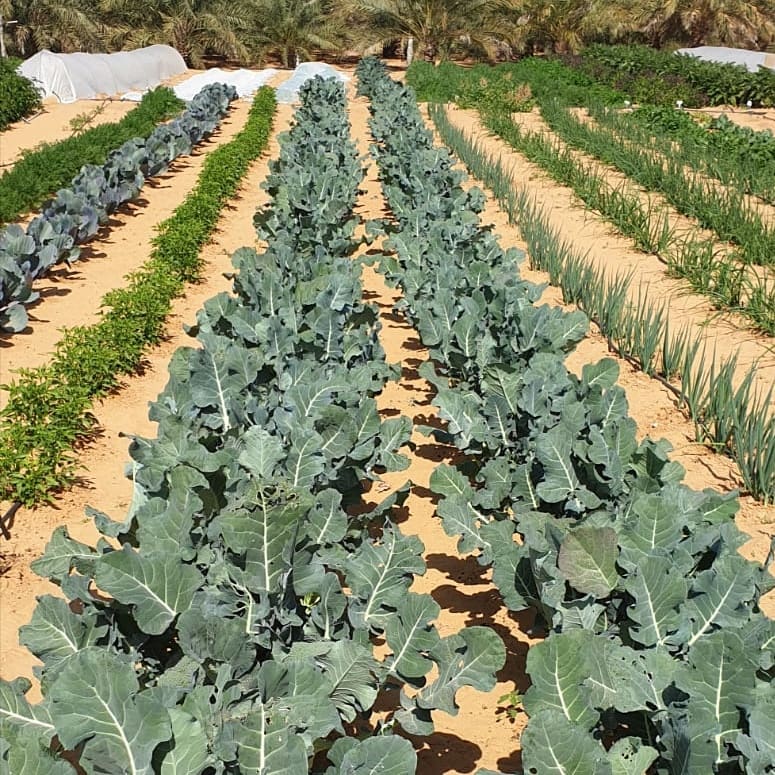 Organic LocoFood farms in Al Hayer, UAE. #alwayslocal #alwaysorganic #workwithnature For more info, please whatsapp work mobile 050-2278848 للطلبات يرجى الاتصال بنا على الرقم أعلاه