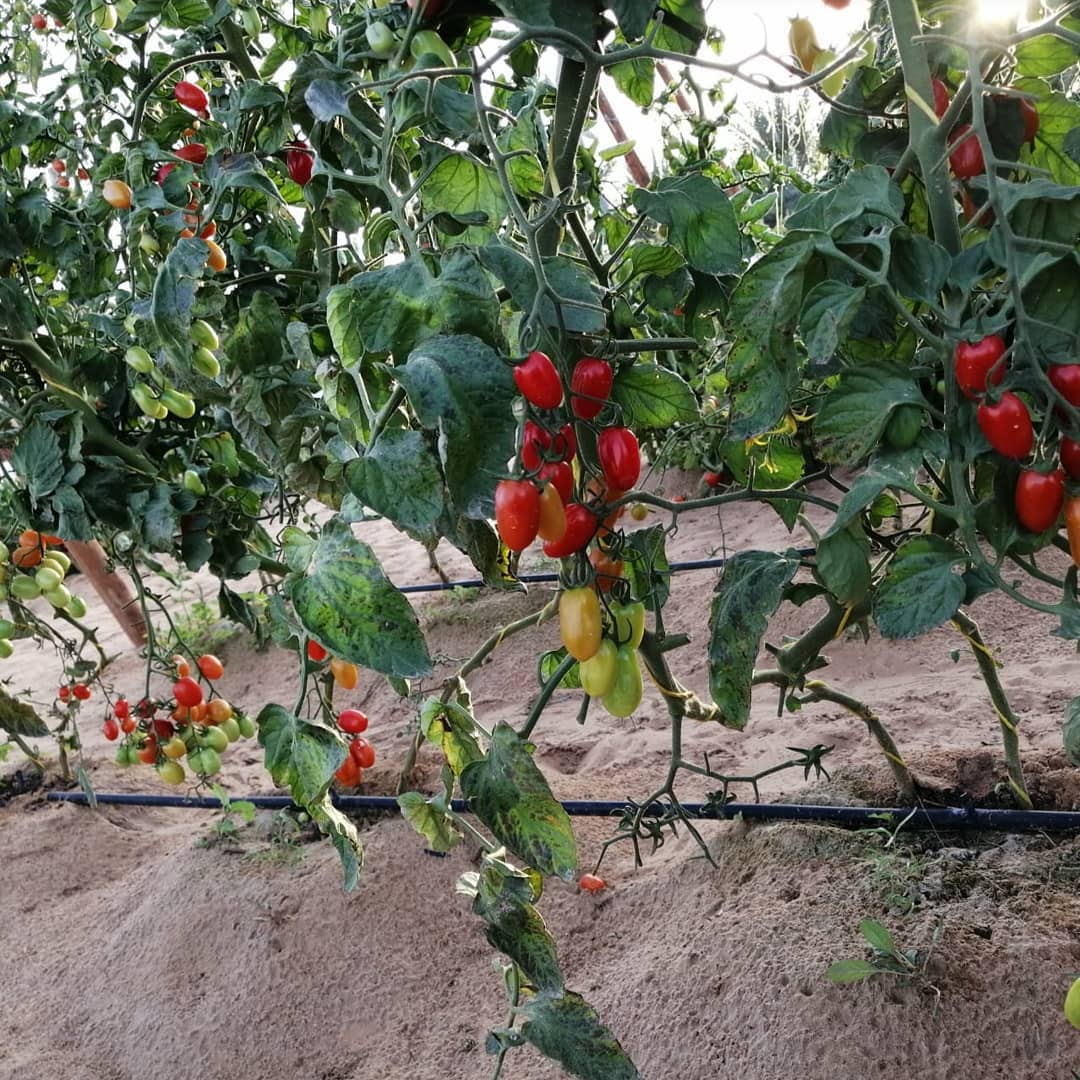 Before you call the movers, consider this: A tablespoon of healthy soil contains more microbes than there are people on Earth. Microbes are part of the soil food web, which comprises all the things that live in and on the soil. All the members of the soil