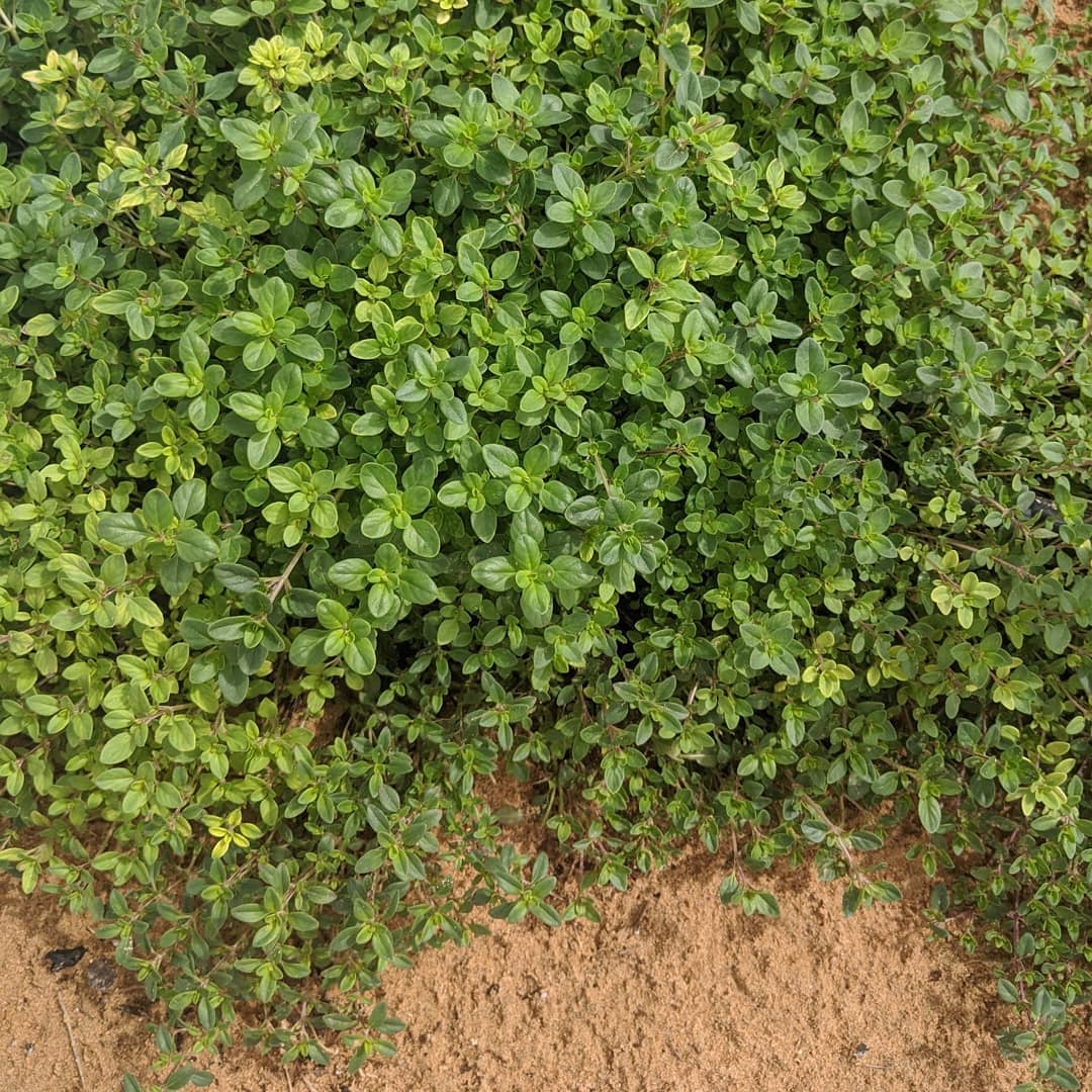Did you get your fresh zaatar today? Packed with antioxidants and nutrients to boost your immune system. #alwayslocal #alwaysorganic #workwithnature For more info, please whatsapp work mobile 050-2278848 للطلبات يرجى الاتصال بنا على الرقم أعلاه