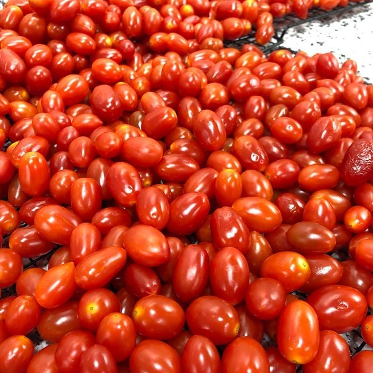 Follow the red organic tomato road @adamsjs13 #alwayslocal #alwaysorganic #workingwithnature