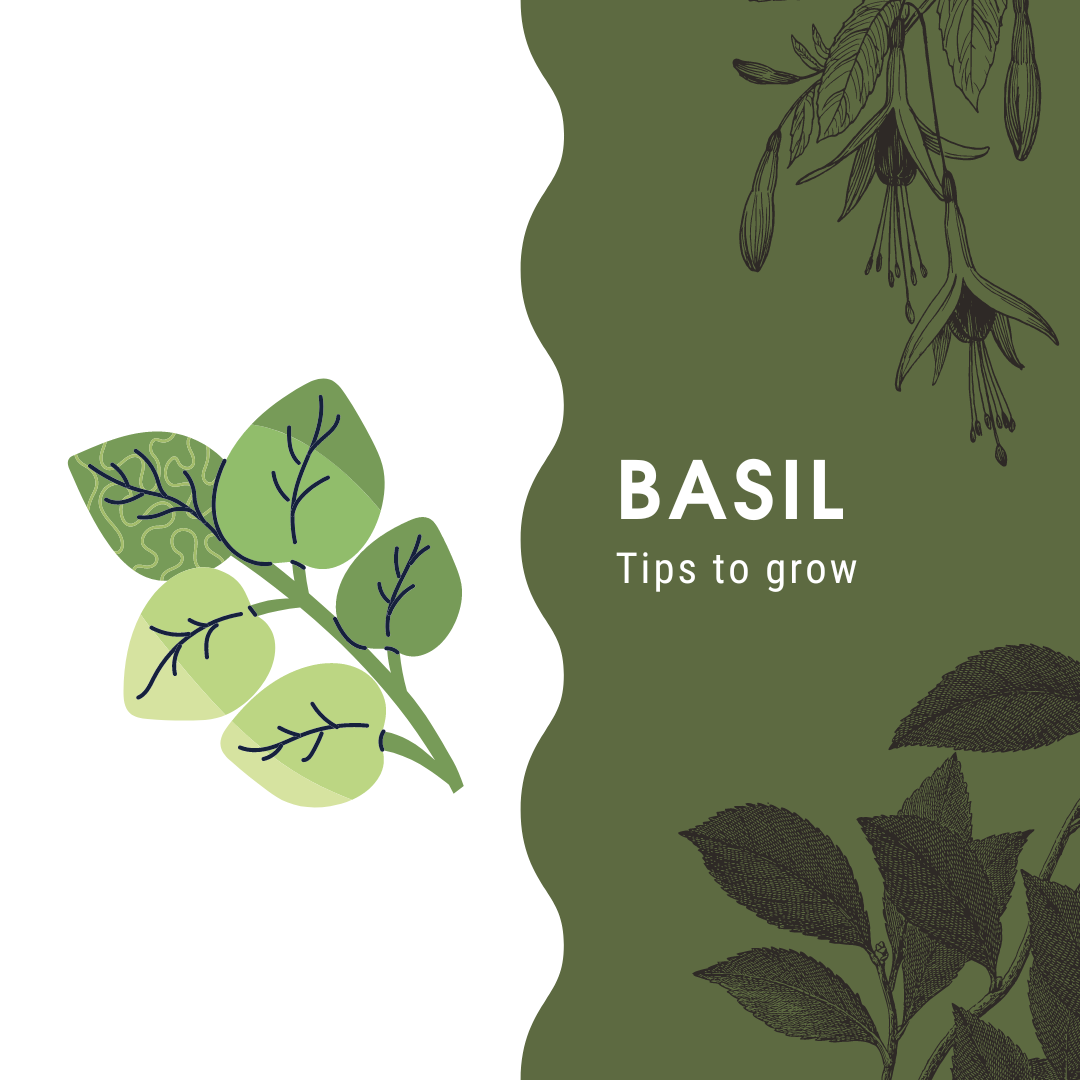 Tips for Caring for Your Basil Plant