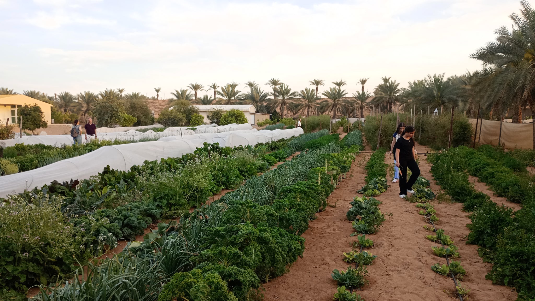 Authentic UAE Farm Visit – Harvest & Dine at LocoFood Organic Farm