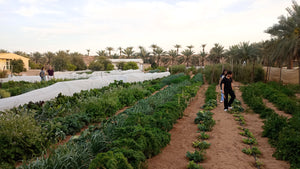 Authentic UAE Farm Visit – Harvest & Dine at LocoFood Organic Farm