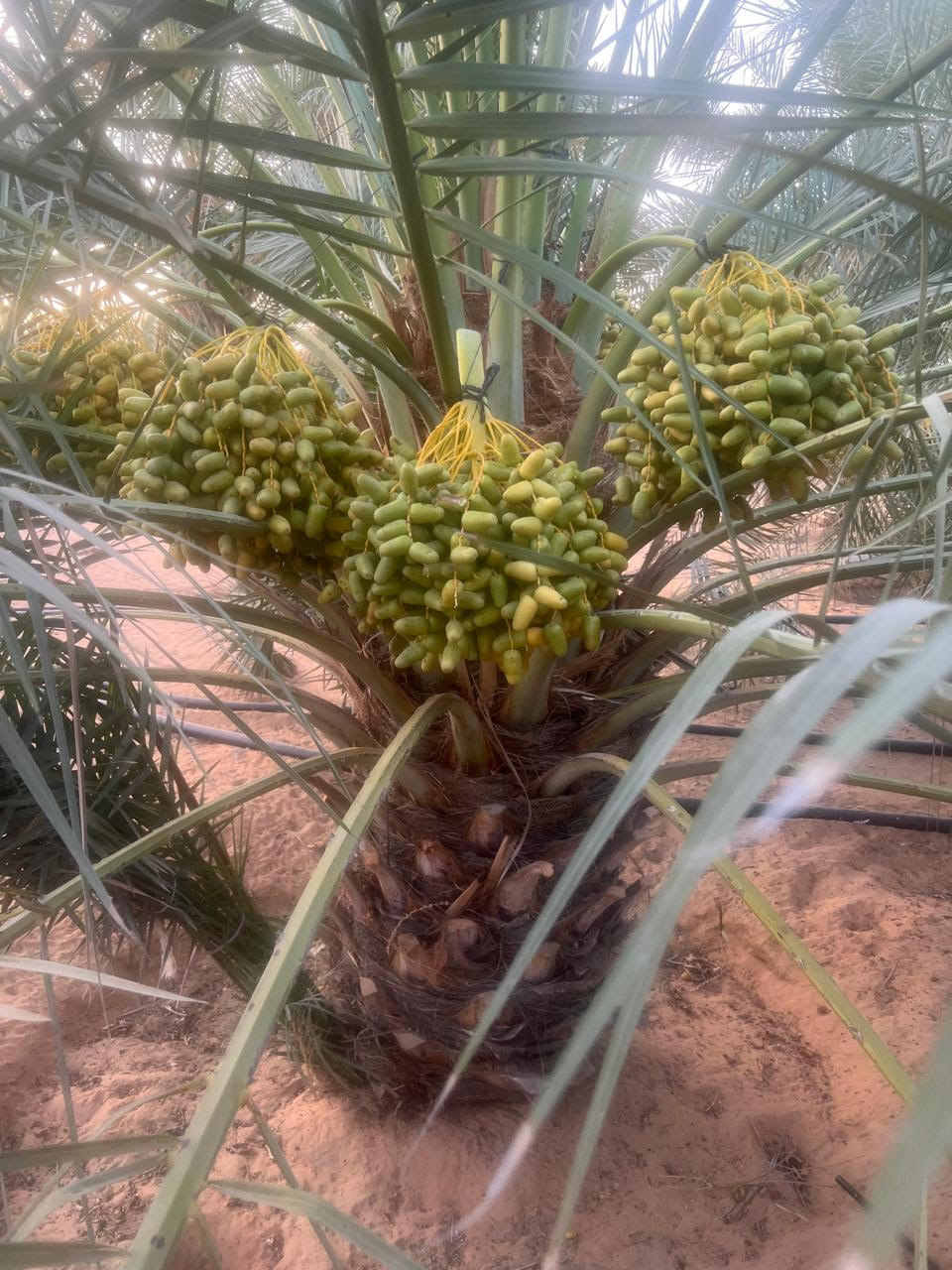 Authentic UAE Date Farm Visit – Harvest & Dine at LocoFood Organic Farm
