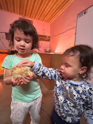 Authentic UAE Farm Visit – Harvest & Dine at LocoFood Organic Farm