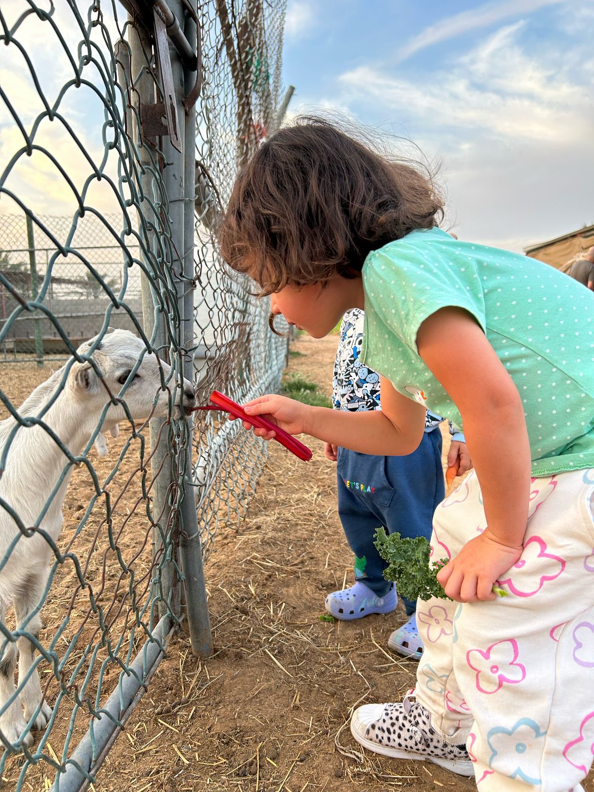 Authentic UAE Farm Visit – Harvest & Dine at LocoFood Organic Farm