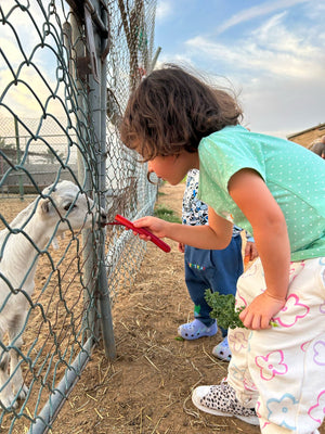 Authentic UAE Farm Visit – Harvest & Dine at LocoFood Organic Farm