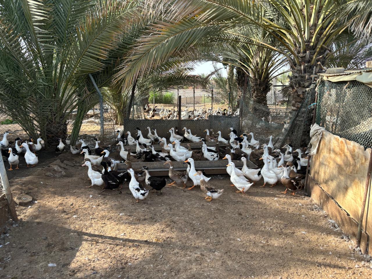 Authentic UAE Farm Visit – Harvest & Dine at LocoFood Organic Farm
